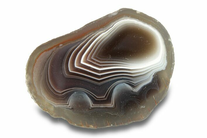 Polished Botswana Agate - Botswana #279736